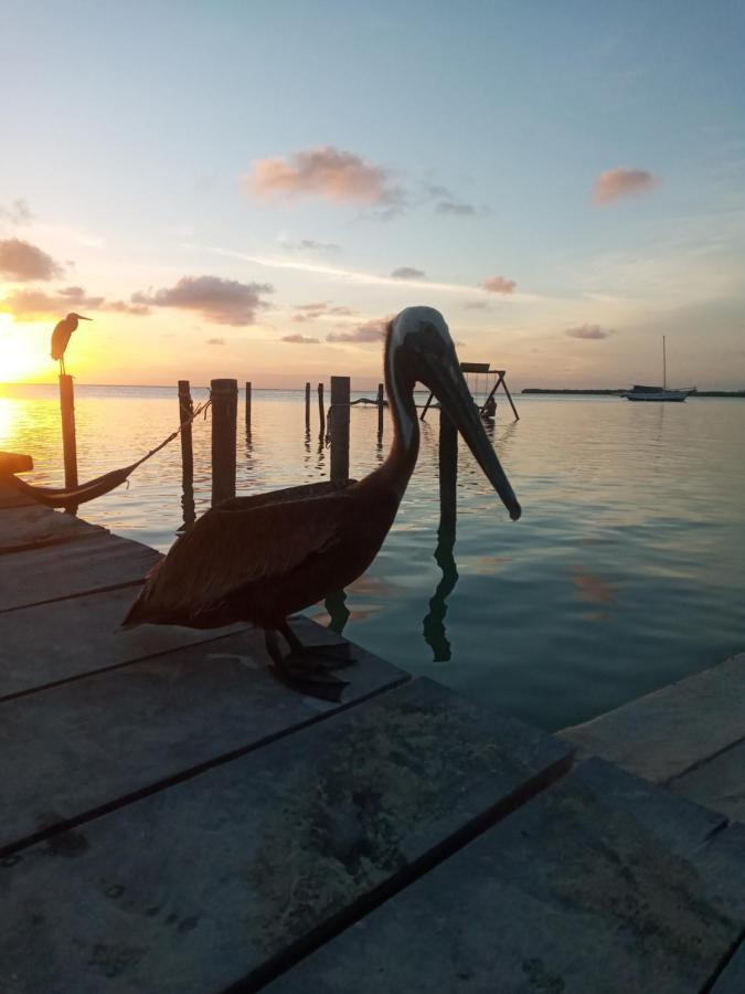 Amanda'S Place Casa Amancer - Sea View, Pool And Tropical Garden Caye Caulker Exterior photo